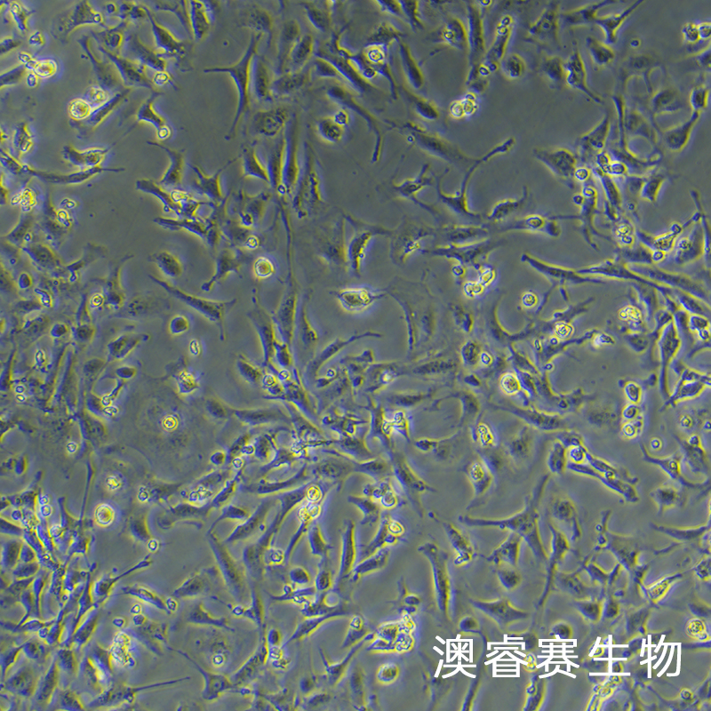 IEC-6（大鼠小肠隐窝上皮细胞）