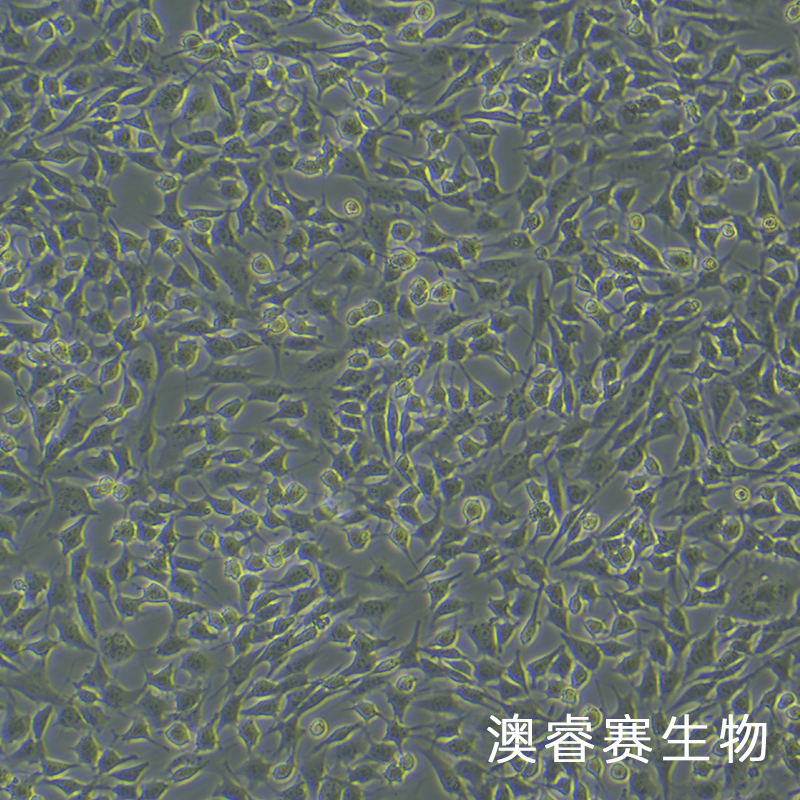 ATDC5（小鼠胚胎瘤细胞）