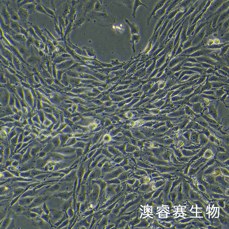 bend.3（小鼠脑微血管内皮细胞株）