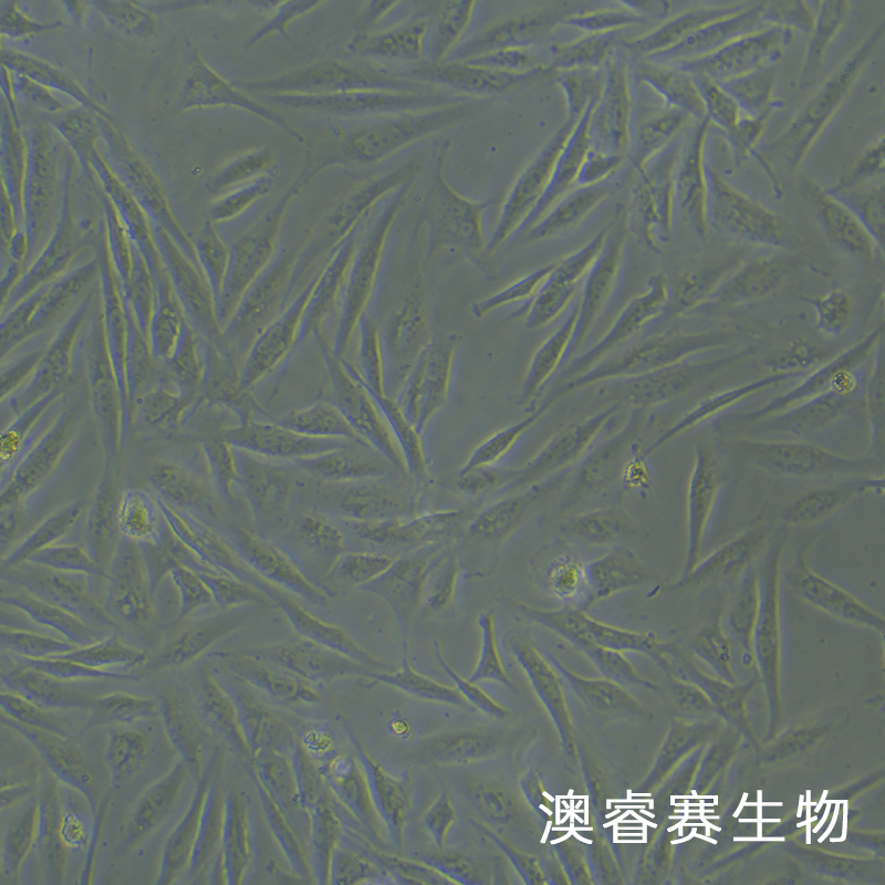 BEAS-2B（人支气管上皮细胞）