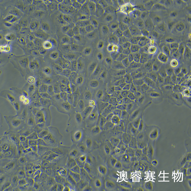 SCC-9（人类鳞状上皮舌癌细胞）