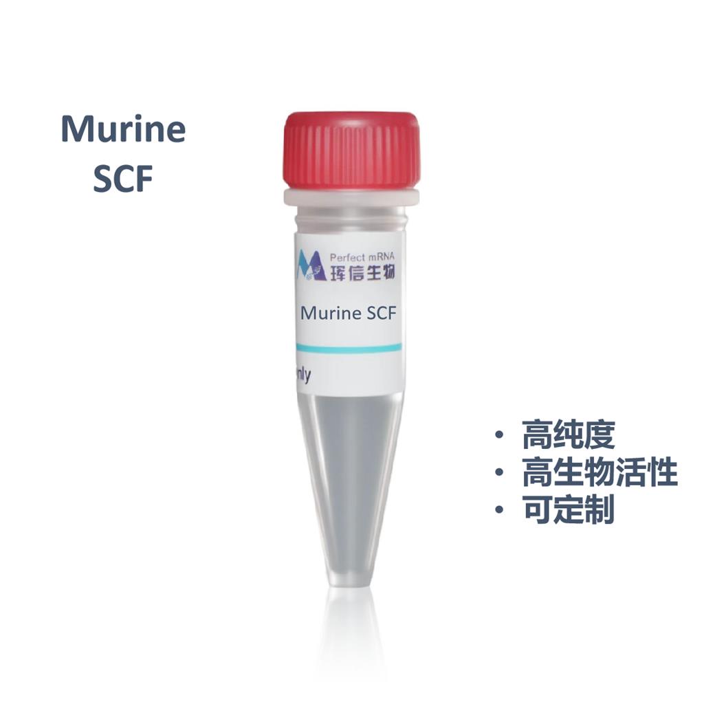 Murine SCF蛋白