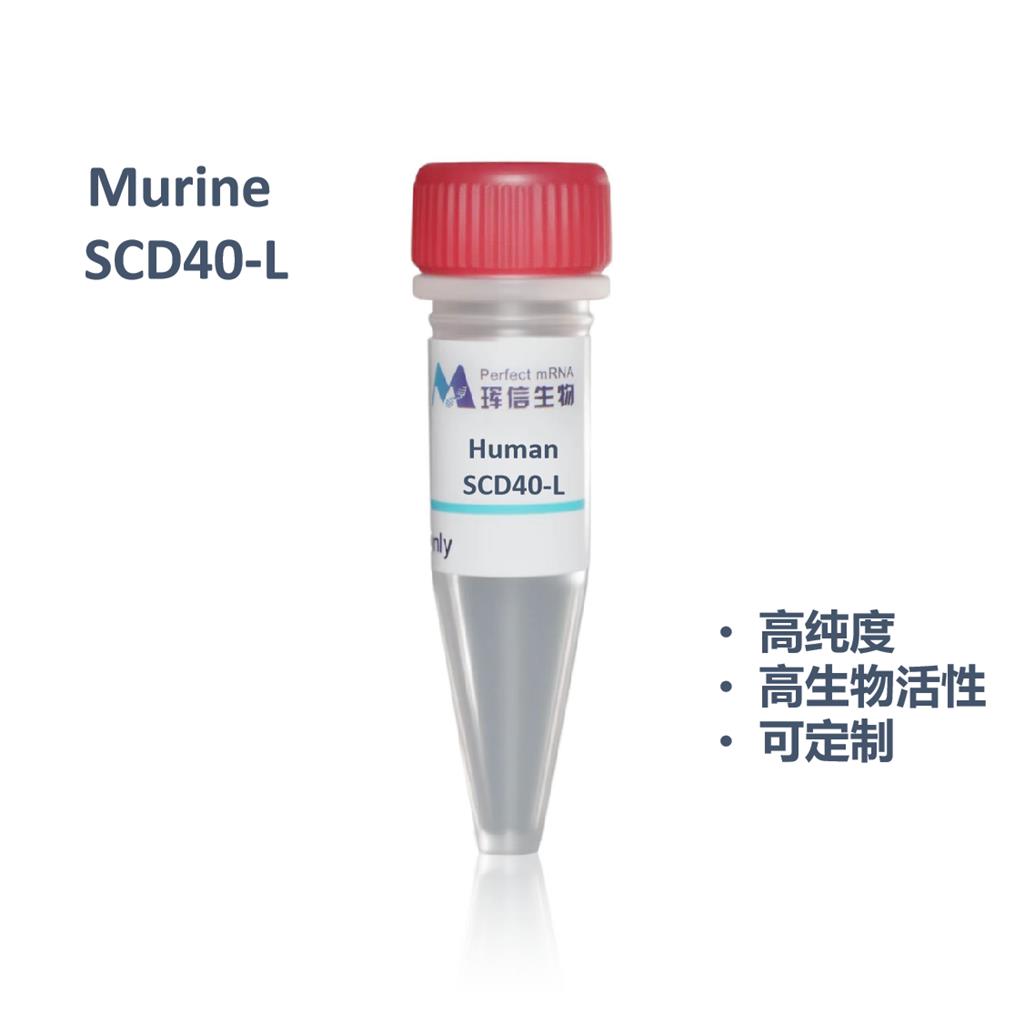 Human SCD40-L蛋白
