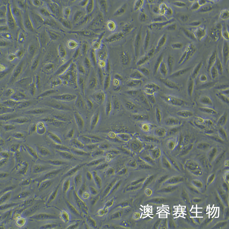 A498（人肾癌细胞）