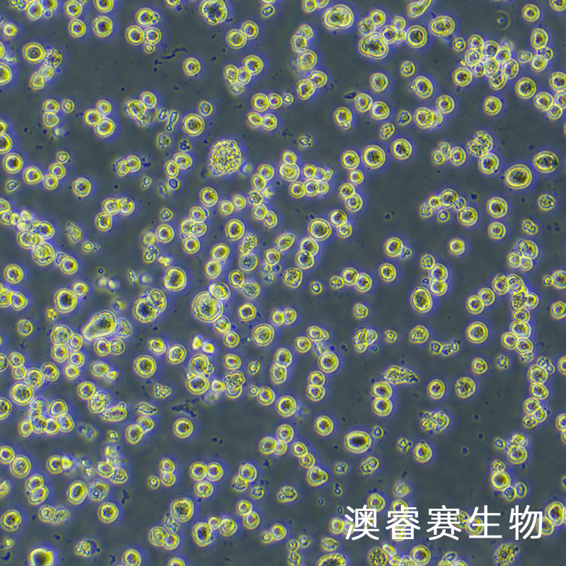 RPMI-8226（人多发性骨髓瘤细胞）