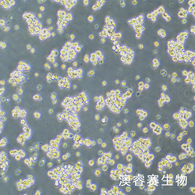 NCI-H716（人结直肠腺癌细胞）