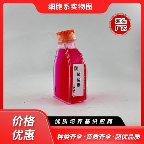 CNE2（人鼻咽癌细胞）