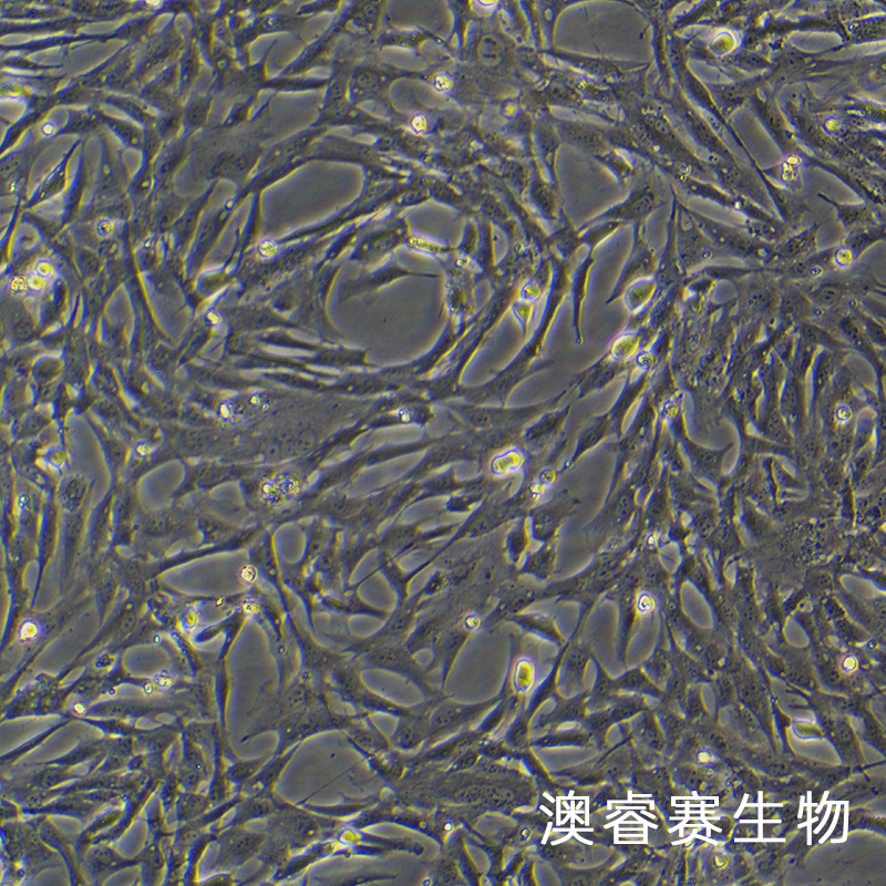 Duckembryo（鸭子胚胎成纤维细胞）