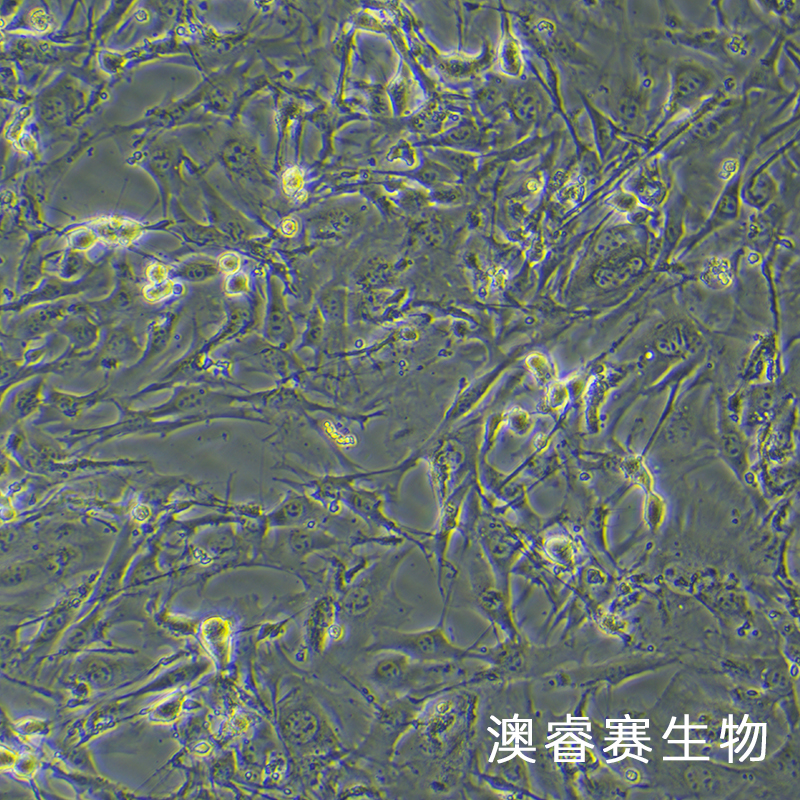 HL-1（小鼠心肌细胞）