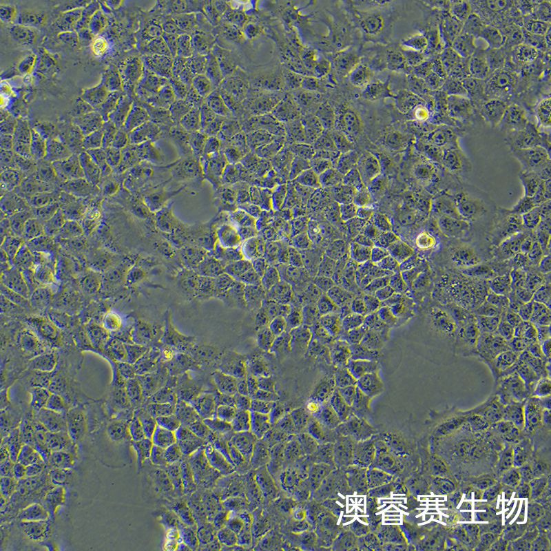 AML-12（小鼠正常肝细胞）