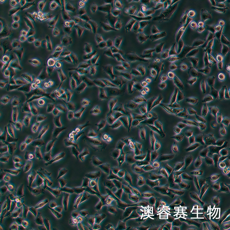 EMT6（小鼠乳腺癌细胞）