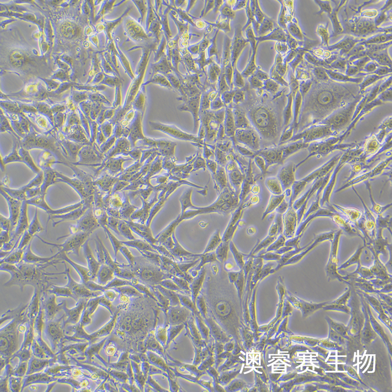 Renca [RenCa]（小鼠肾癌细胞）