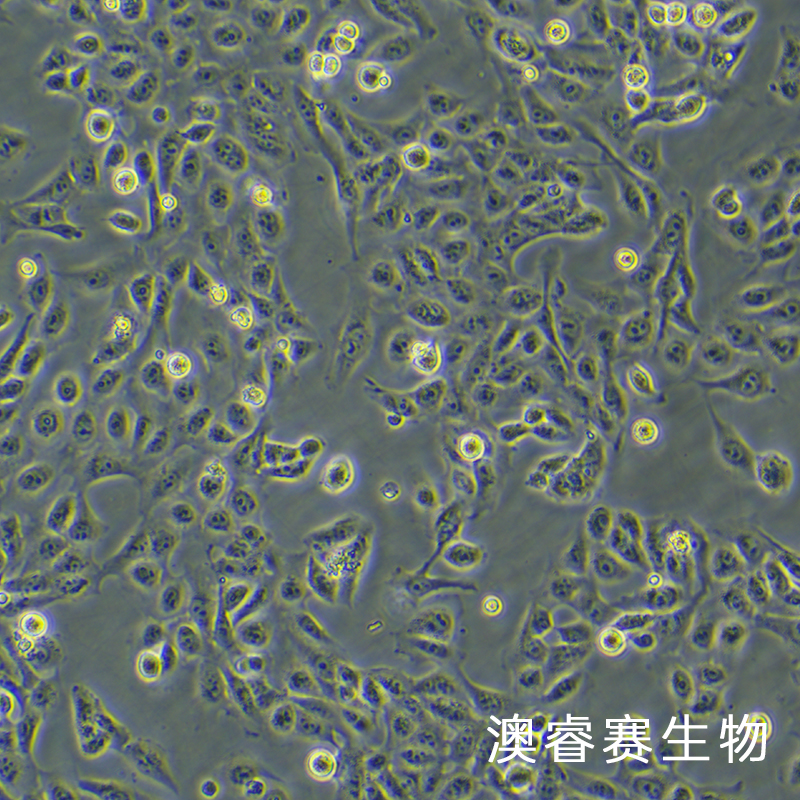 GES-1（人胃粘膜细胞）