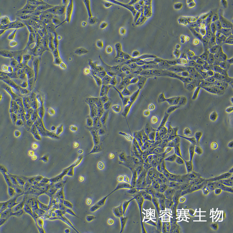 MCF 10A（人正常乳腺上皮细胞）