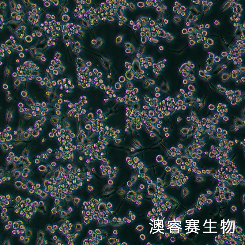 BV2（小鼠小胶质细胞）