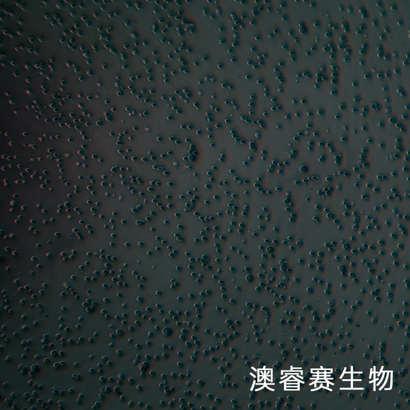 SNU-1（人胃癌细胞）