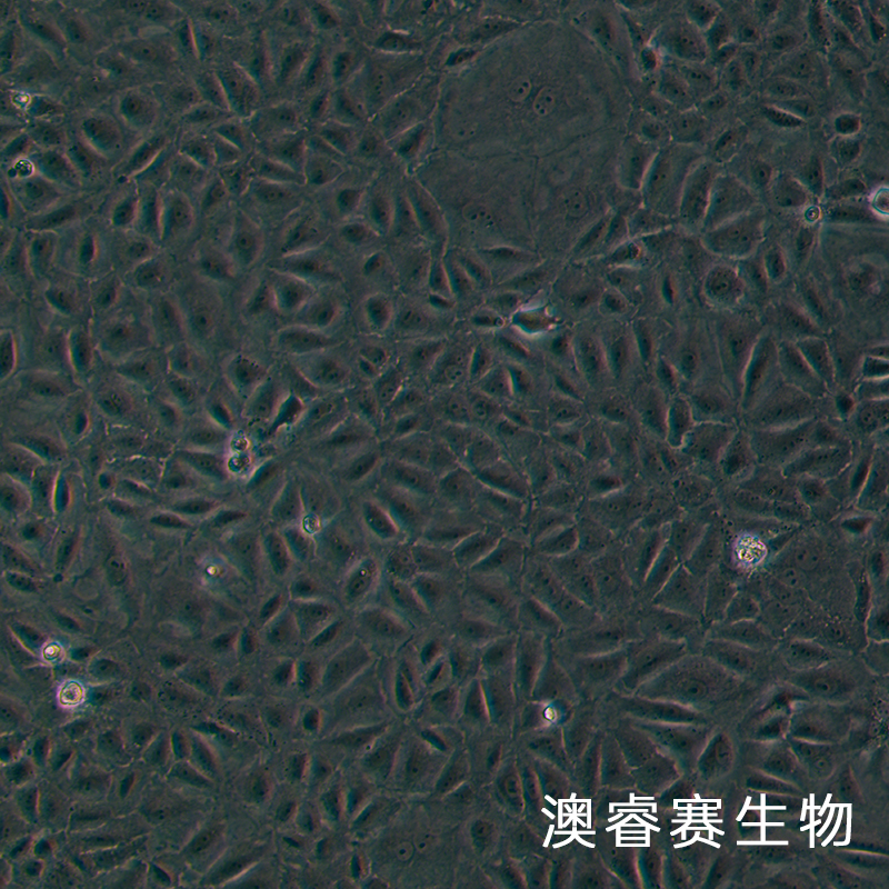 SW 1990（人胰腺癌细胞）