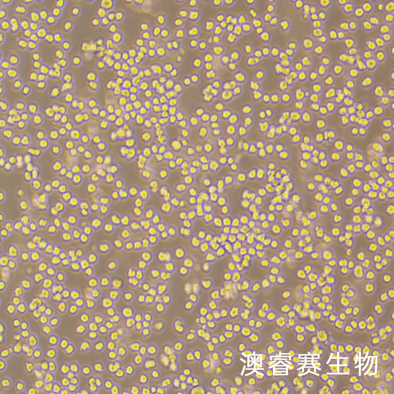 Sp2/0-Ag14（小鼠骨髓瘤细胞）