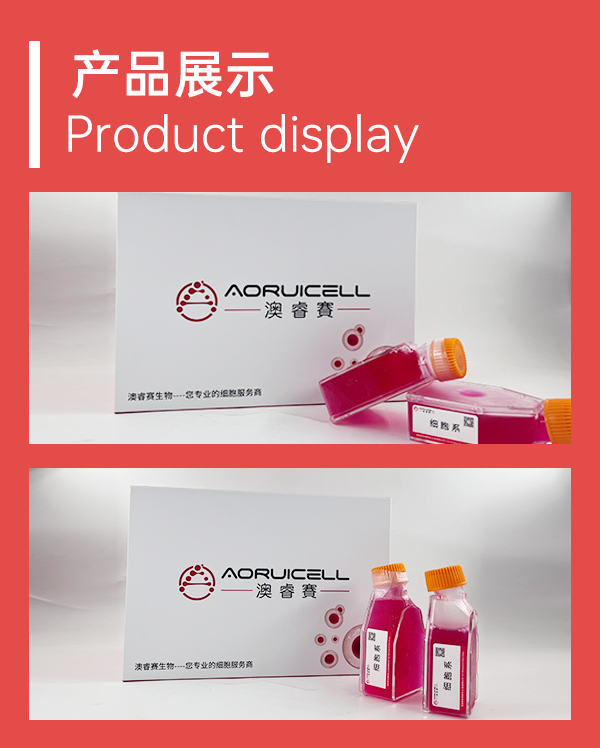 NCTC 1469（小鼠正常肝细胞）