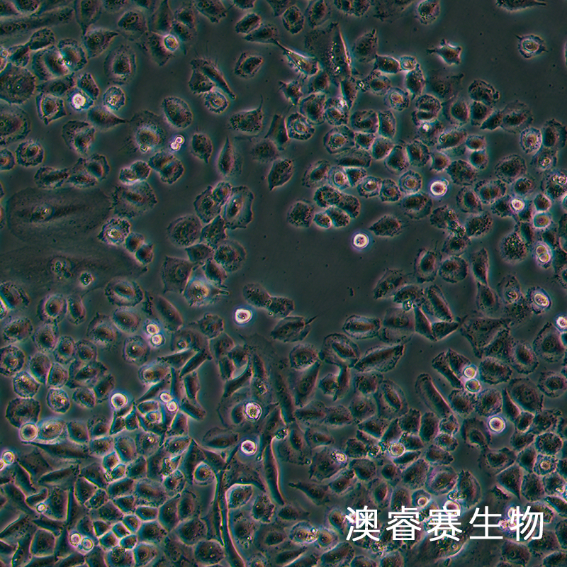 NCI-H838（人非小细胞肺癌细胞）