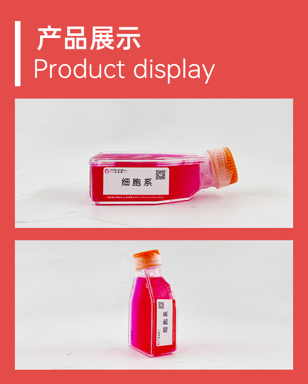 MDA-MB-415（人乳腺癌细胞）