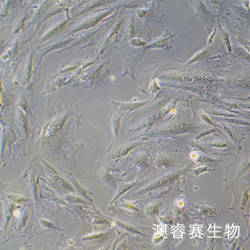 A7r5（大鼠胸大动脉平滑肌细胞）