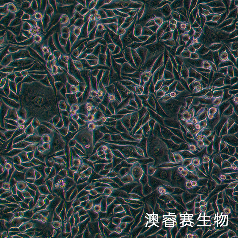 PC-3M（人前列腺癌细胞）