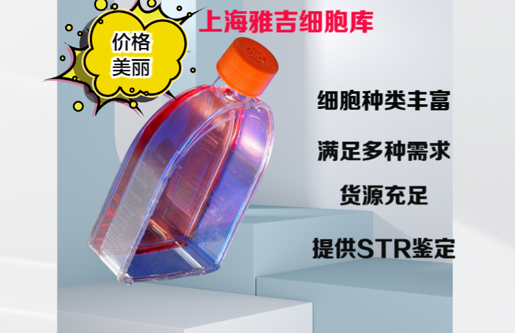 人胃腺癌细胞AGS