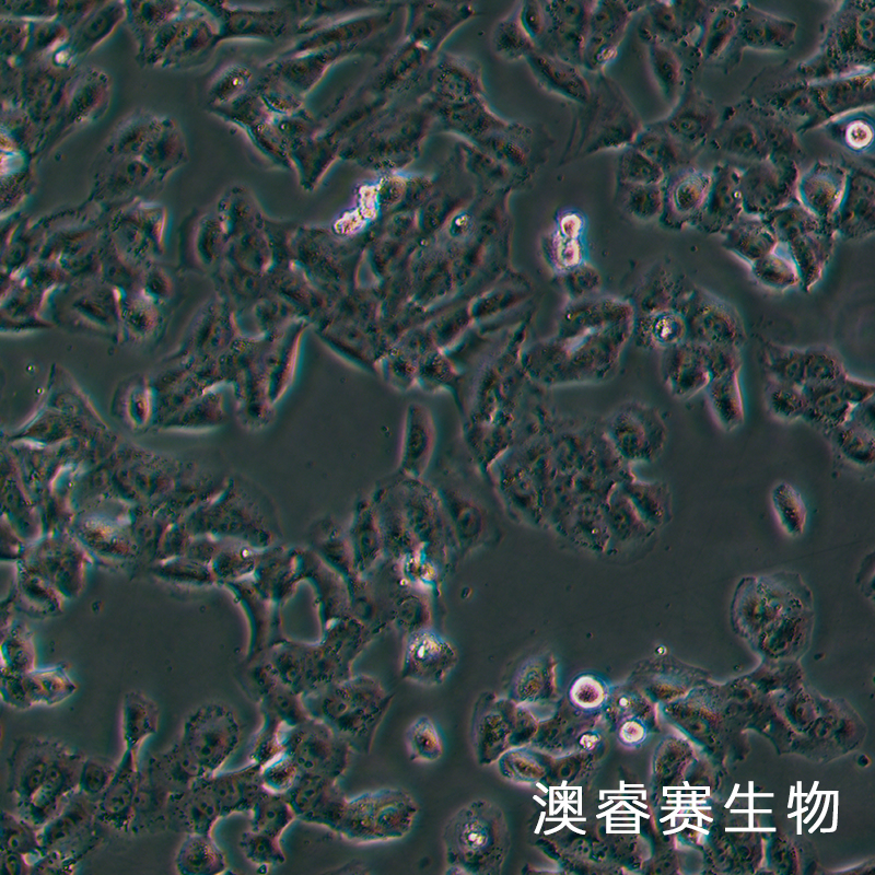 SK-MES-1（人肺鳞癌细胞）