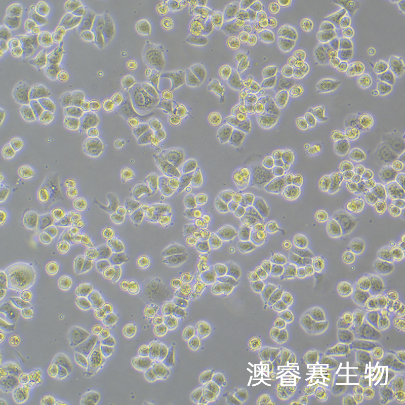SK-BR-3 [SKBR3]（人乳腺腺癌细胞）