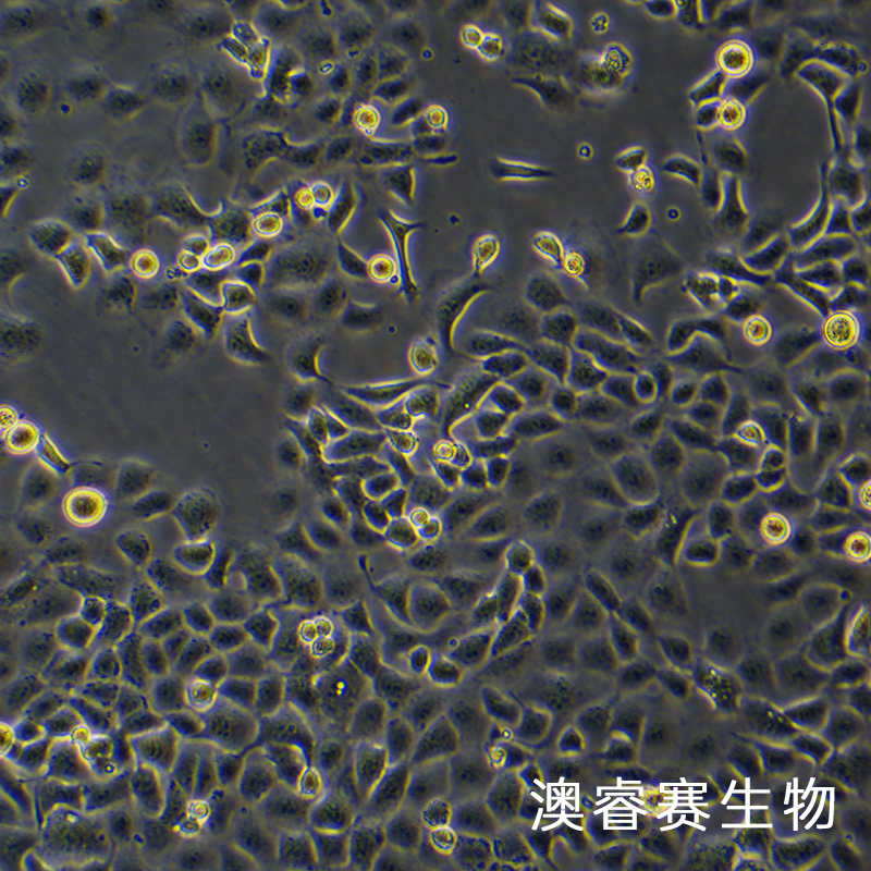 SHZ-88（大鼠乳腺癌细胞）