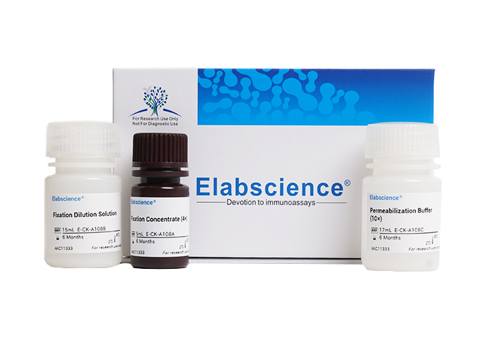Elabscience Foxp3/转录因子染色固定&破膜试剂盒-E-CK-A108