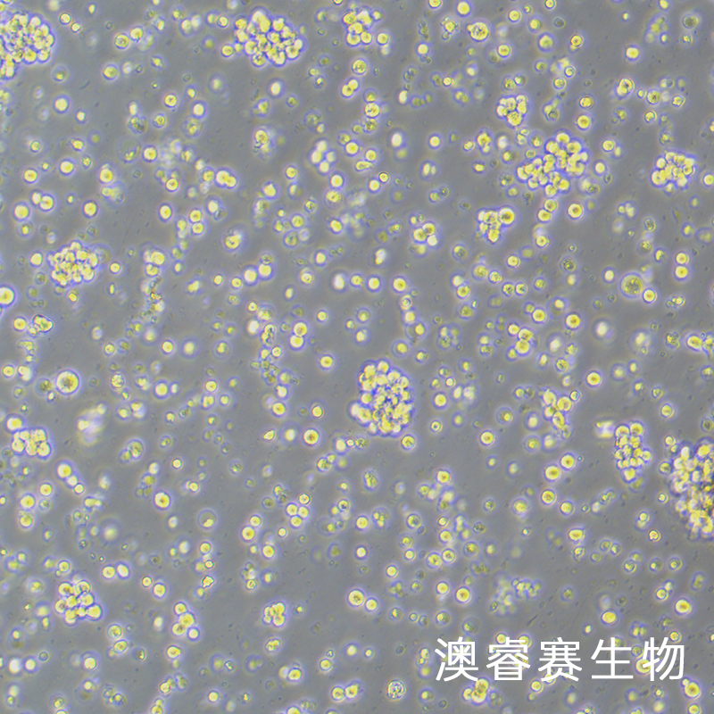 Raji（人Burkitt's淋巴瘤细胞）