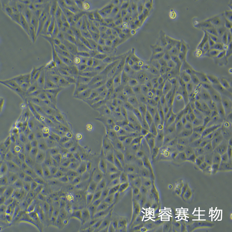 PK-15（猪肾细胞）
