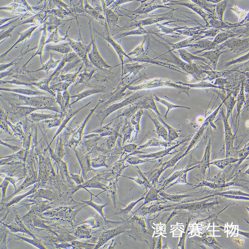 OP9（小鼠骨髓基质细胞）