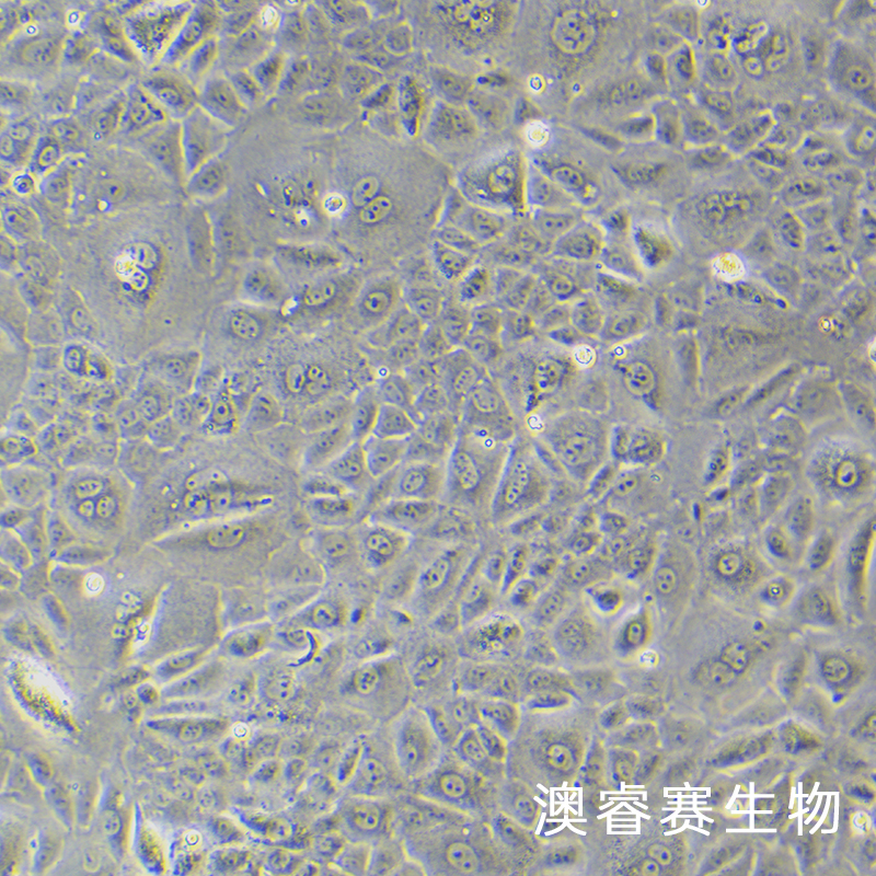 NRK-52E（大鼠肾细胞）