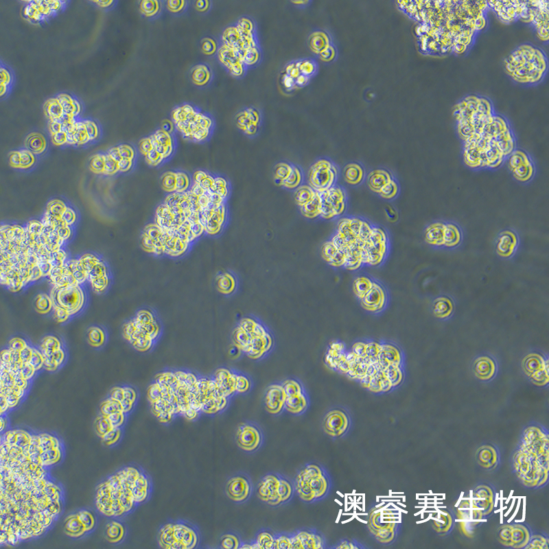 NR8383 [AgC11x3A; NR8383.1]（大鼠肺泡巨噬细胞）