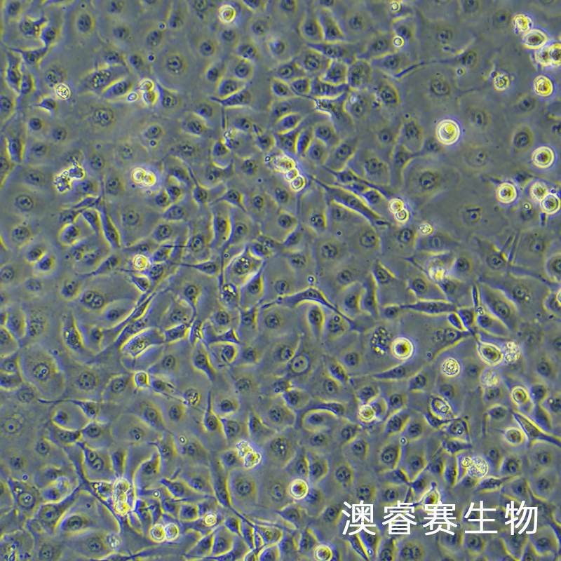 NCI-H1650（人非小细胞肺癌细胞）