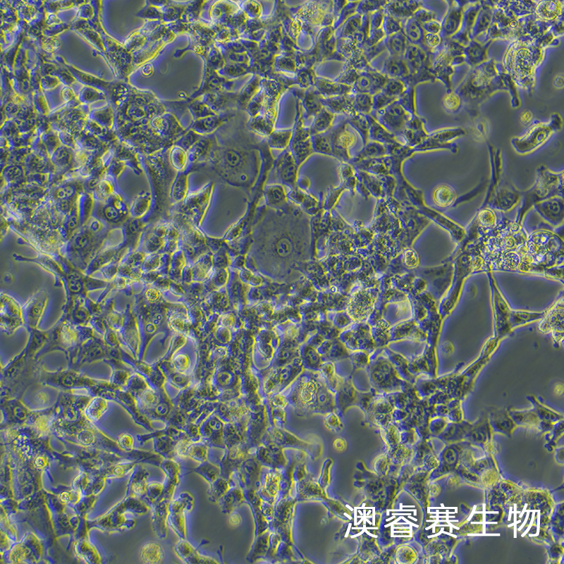 MSTO-211H（人肺癌细胞株）