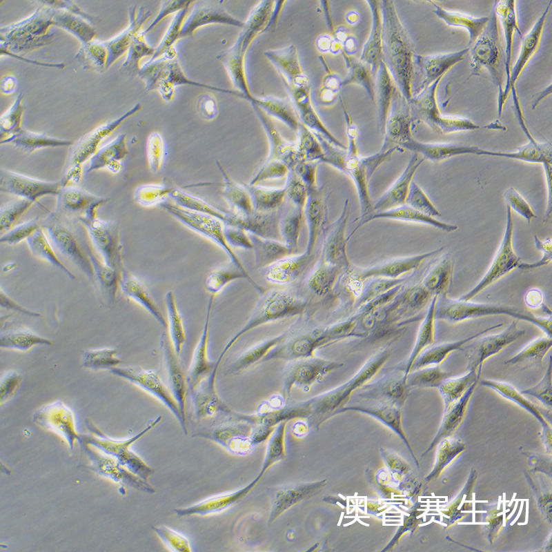 MG-63（人骨肉瘤细胞）