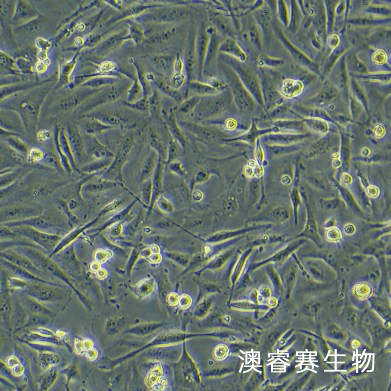 MDA-MB-231（人乳腺癌细胞）