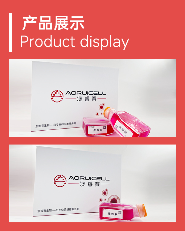 LS 174T [LS174T]（人结肠腺癌细胞）