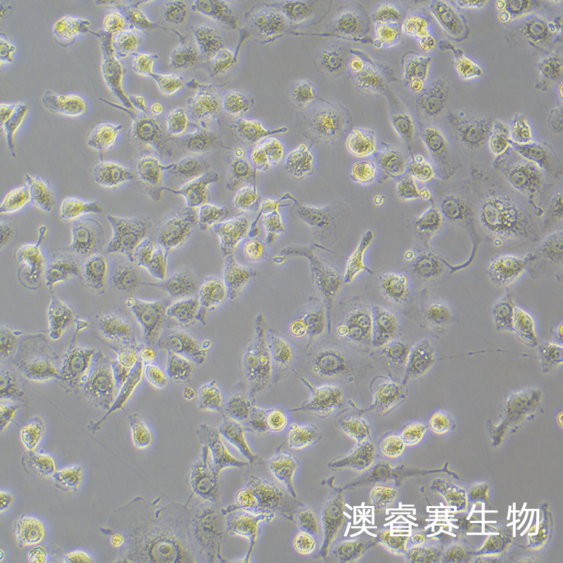 LLC-MK2（恒河猴肾细胞）