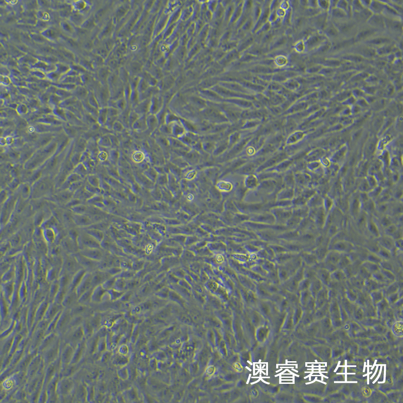 HSC-T6（大鼠肝星形细胞）