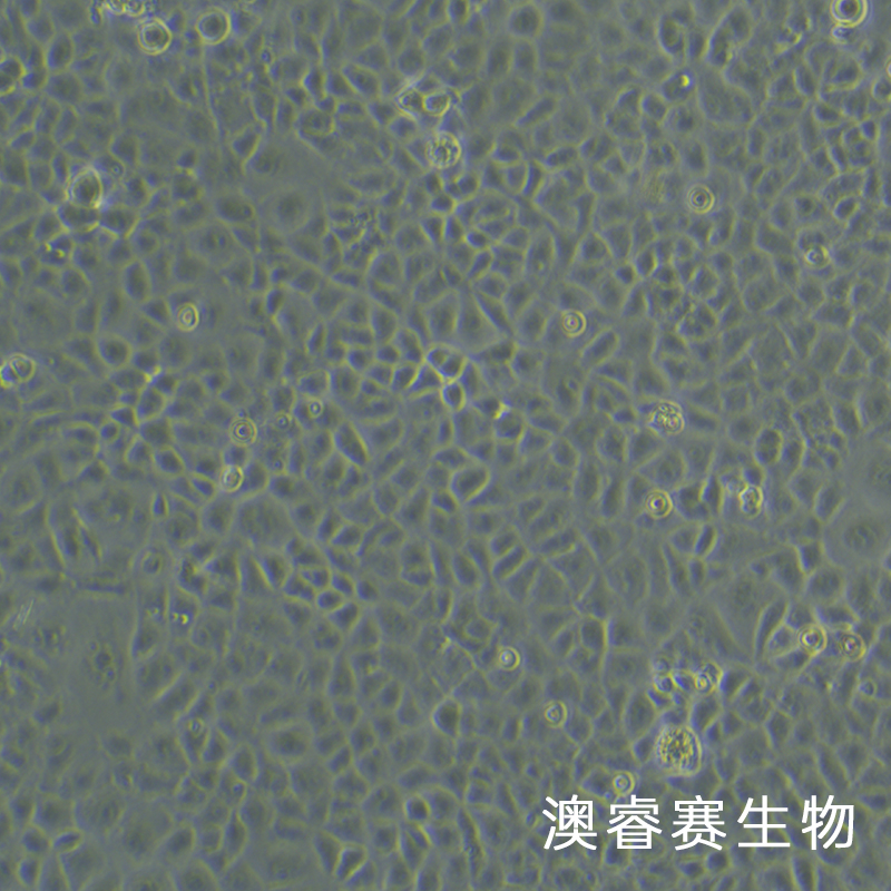 HK-2（人肾皮质近曲小管上皮细胞）