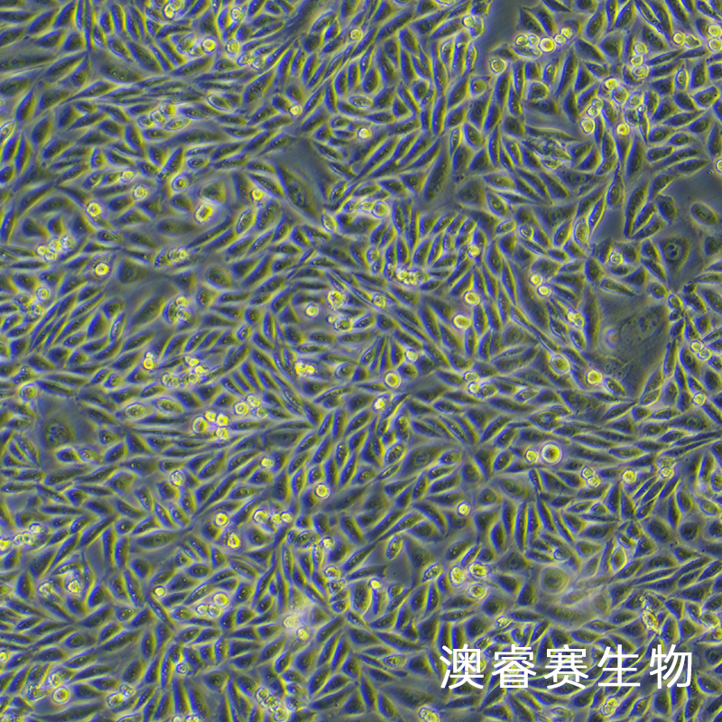 HFL1（人胚肺成纤维细胞）