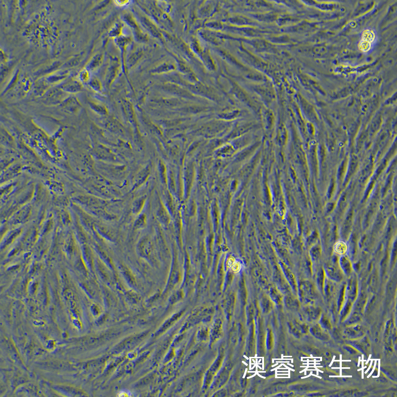 H9c2（大鼠心肌细胞）