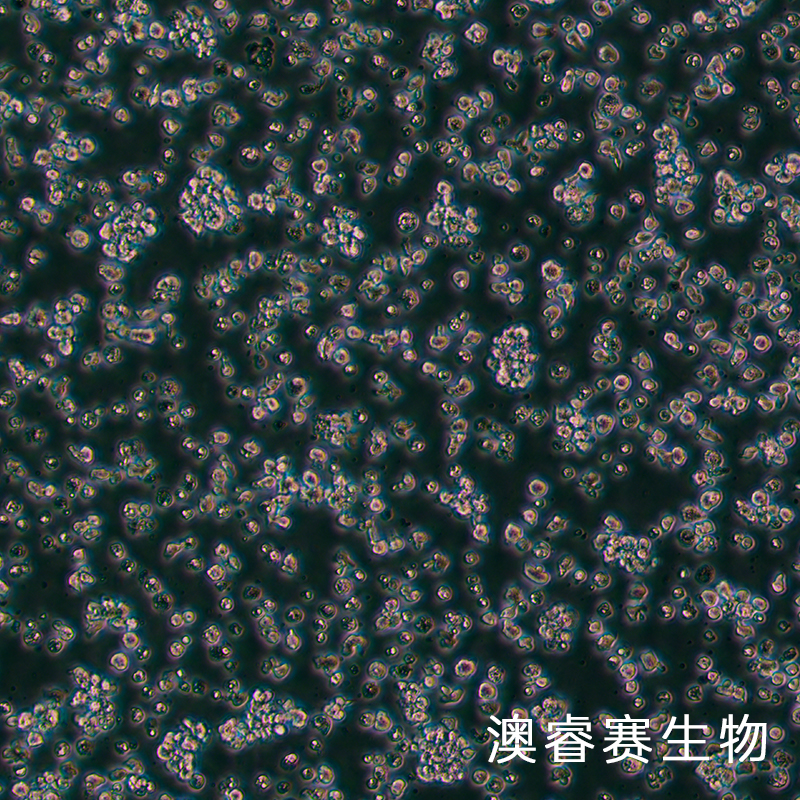 EL4（小鼠淋巴瘤细胞）
