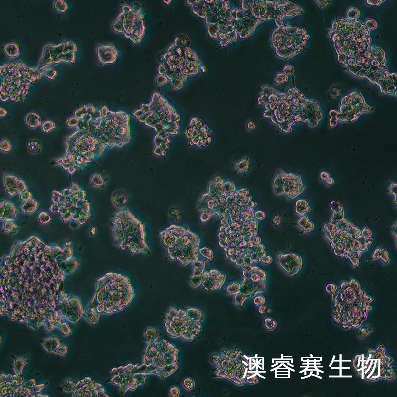 AR42J（大鼠胰腺外分泌细胞）