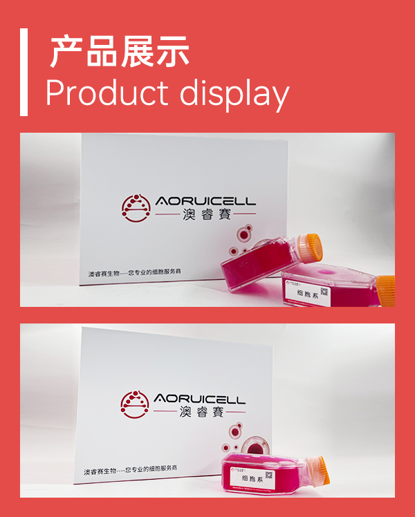 A172（人胶质母细胞瘤细胞）